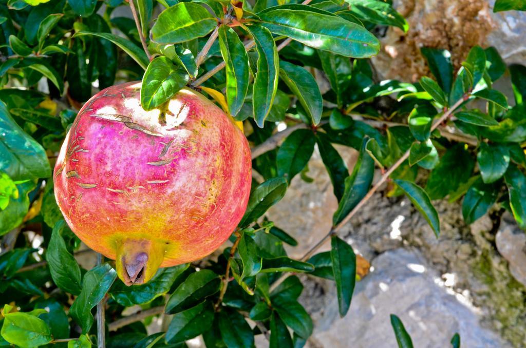 Katerina'S Village Ayios Nikitas Ngoại thất bức ảnh
